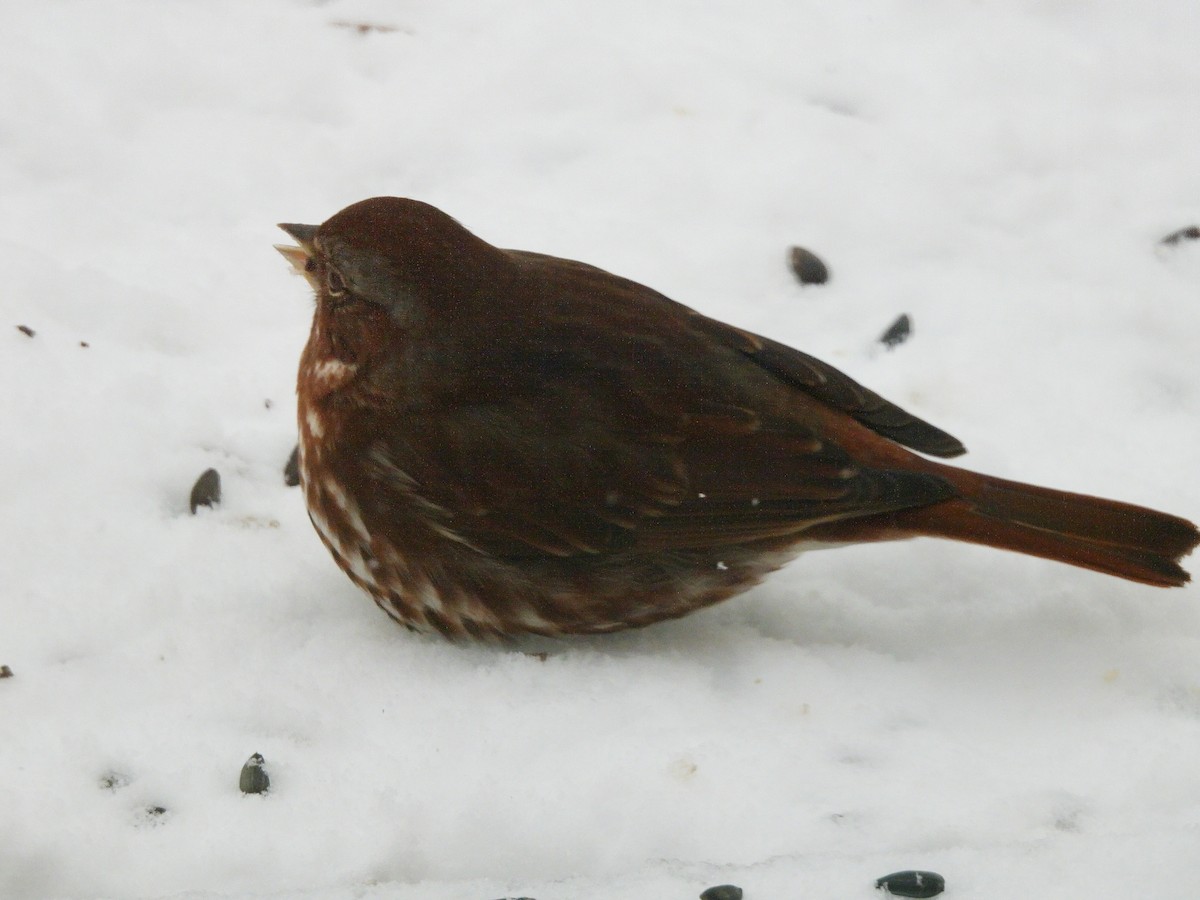 Fox Sparrow - ML646241610