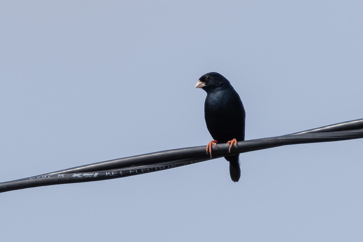 Village Indigobird - ML646241616