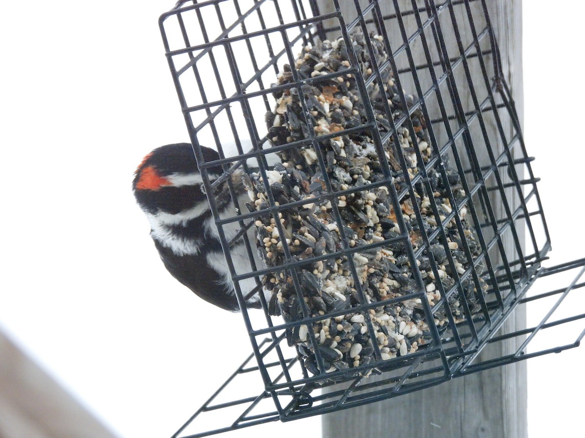 Hairy Woodpecker - ML646241621
