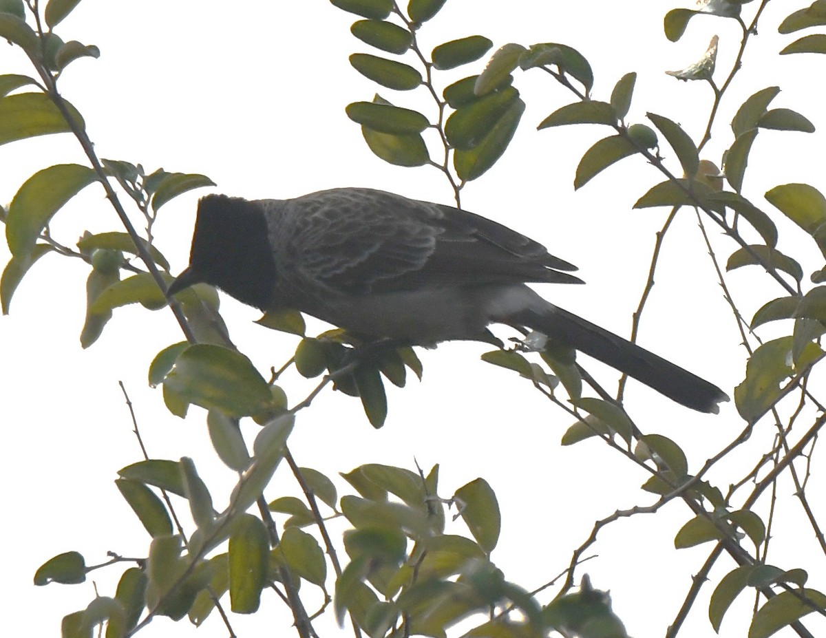 Red-vented Bulbul - ML646241623