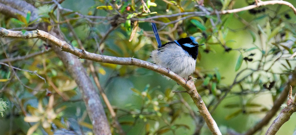Superb Fairywren - ML646241624