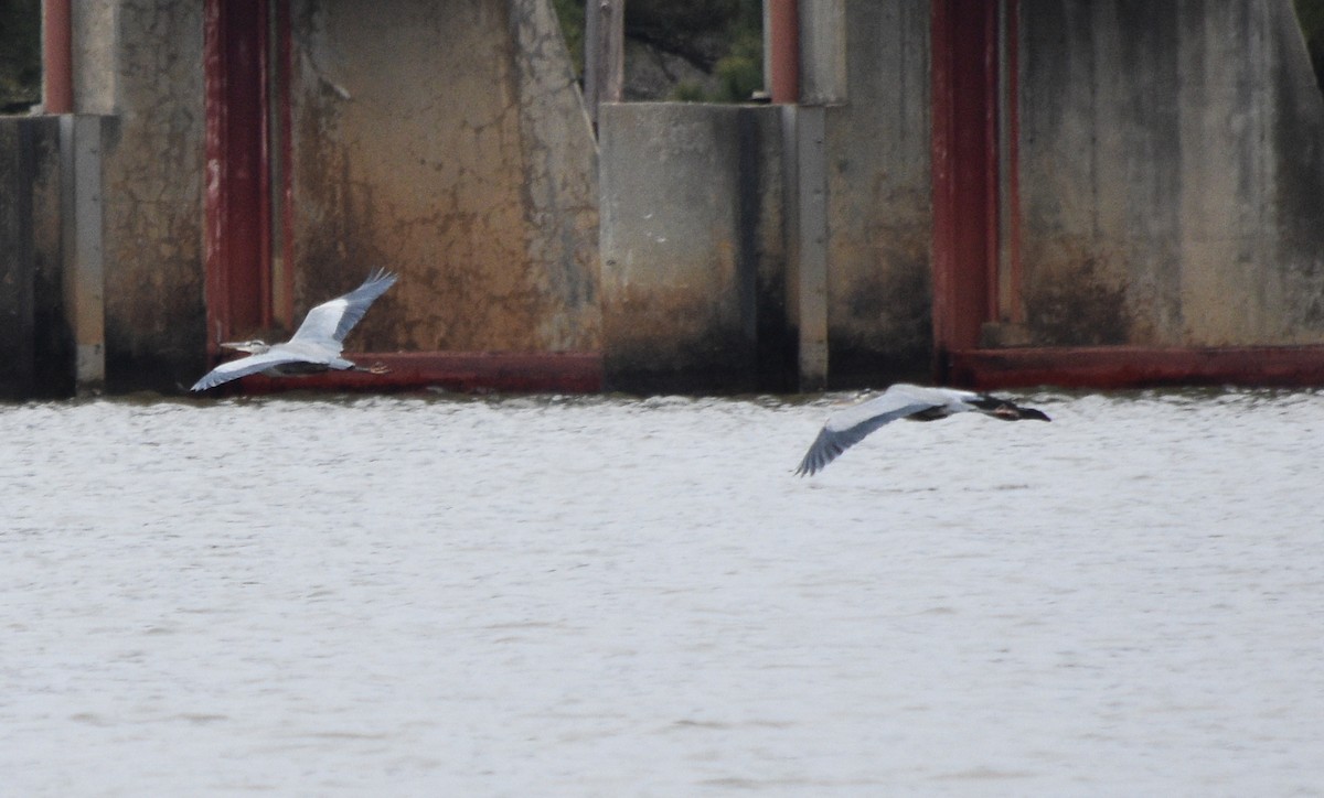 Great Blue Heron - ML646241627