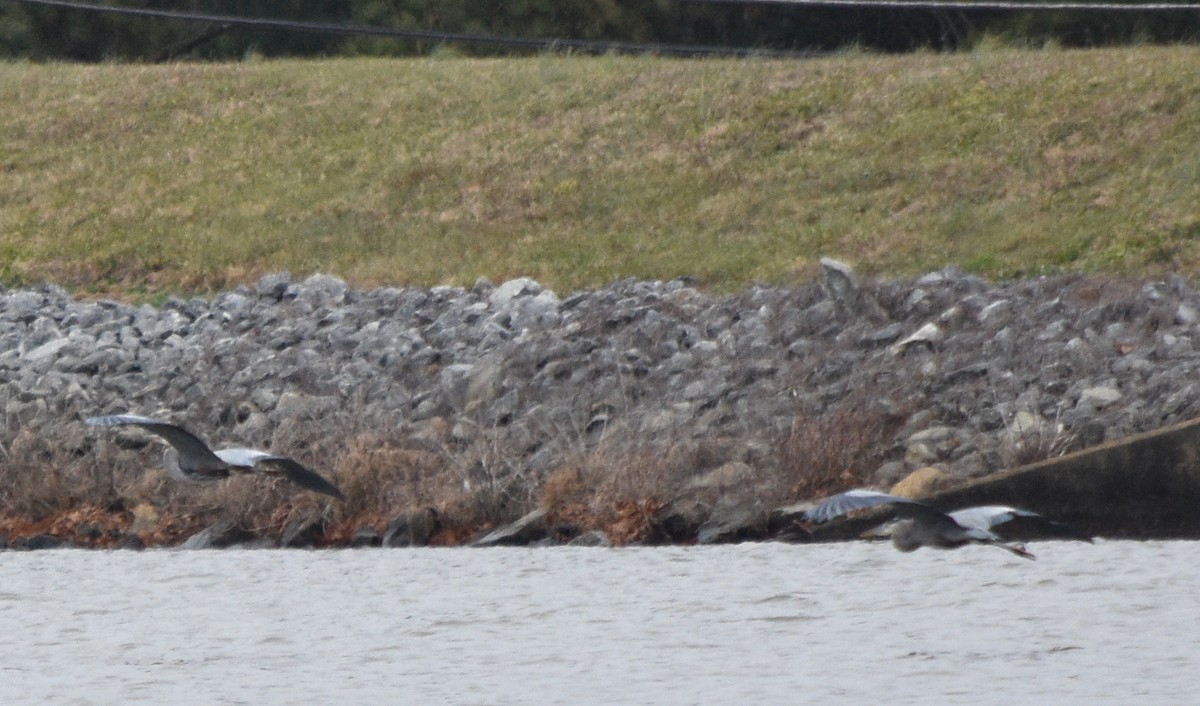 Great Blue Heron - ML646241628