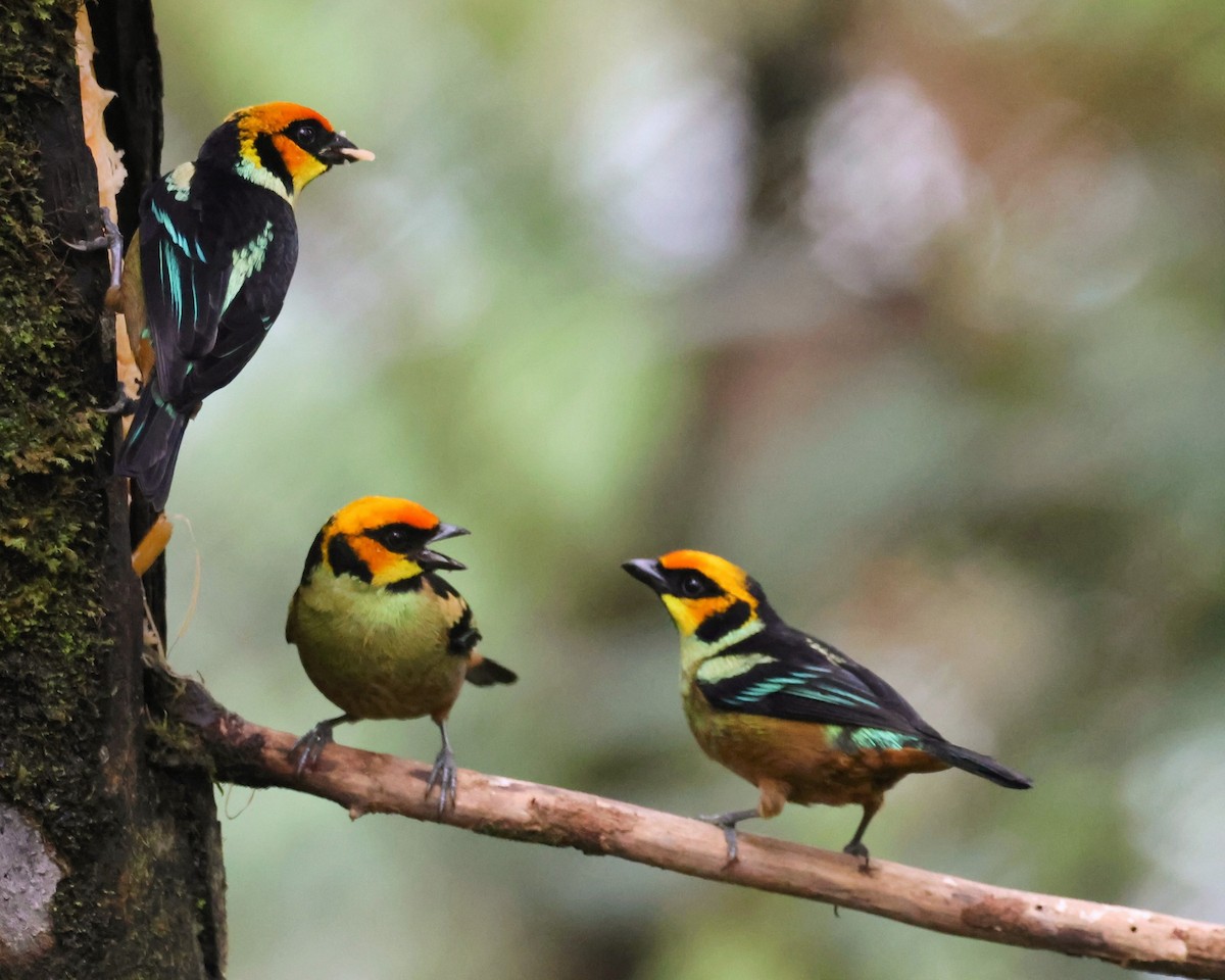 Flame-faced Tanager - ML646241629