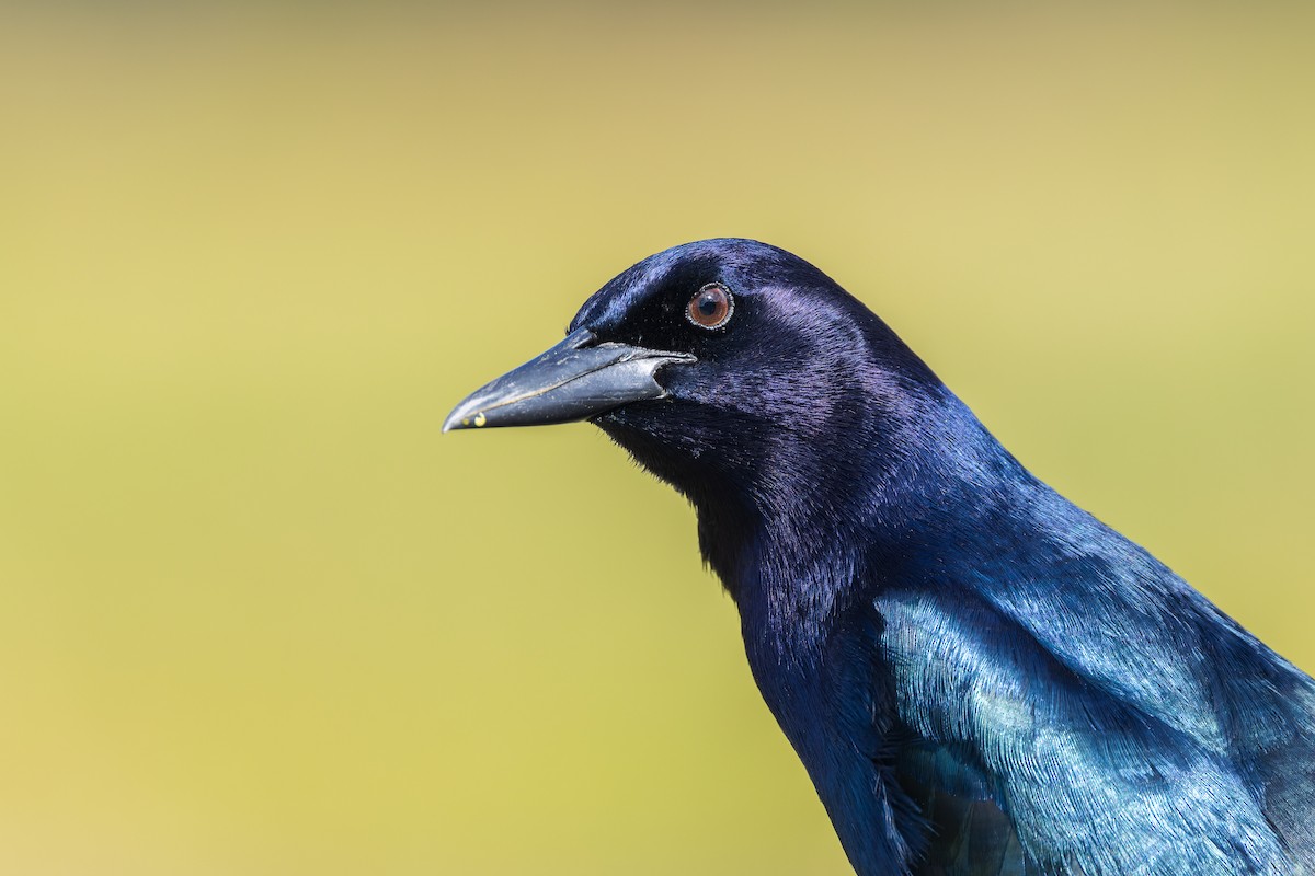Boat-tailed Grackle - ML646241630