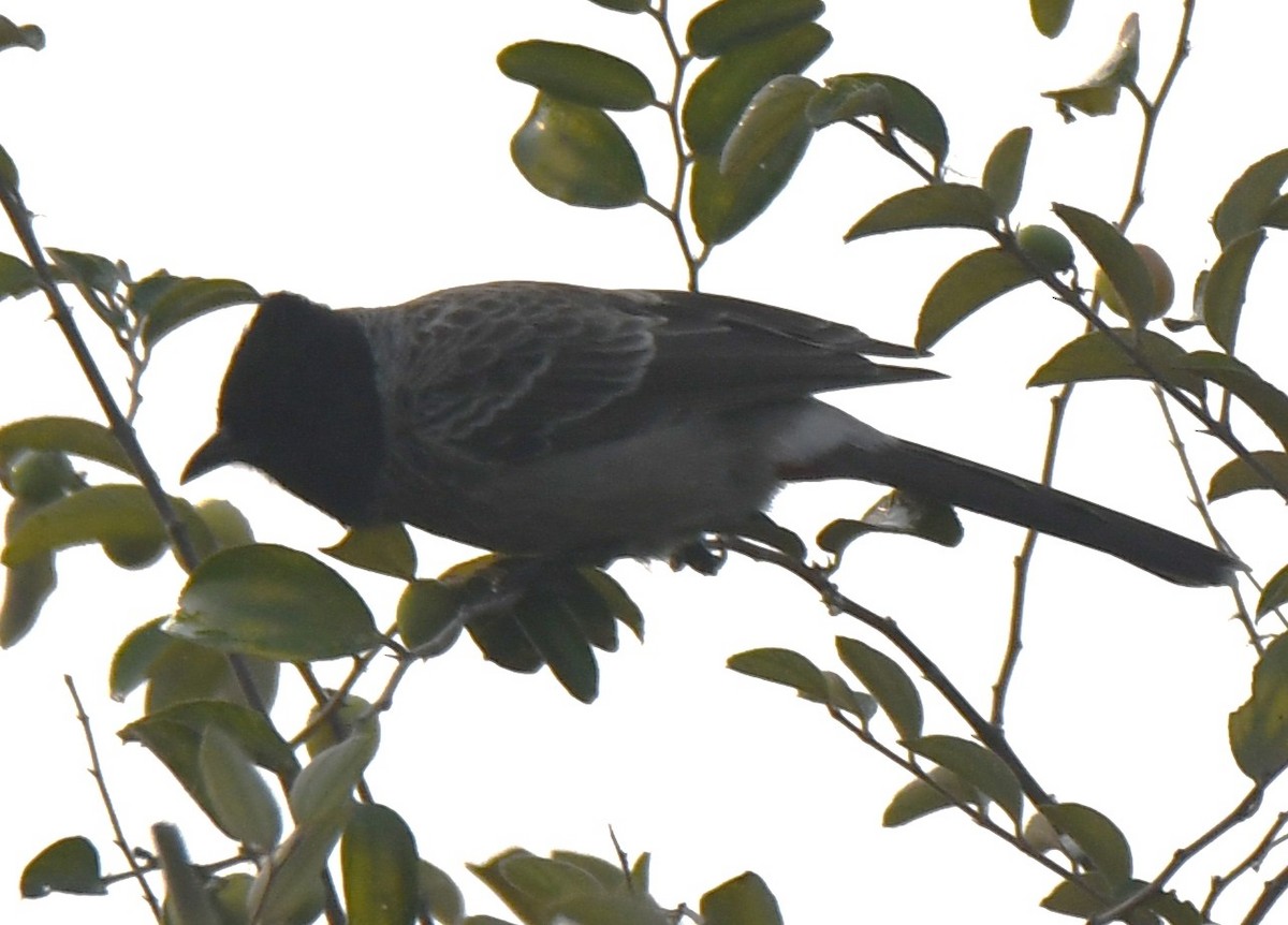 Red-vented Bulbul - ML646241631