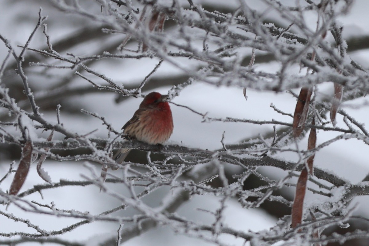 Purple Finch - ML646241632