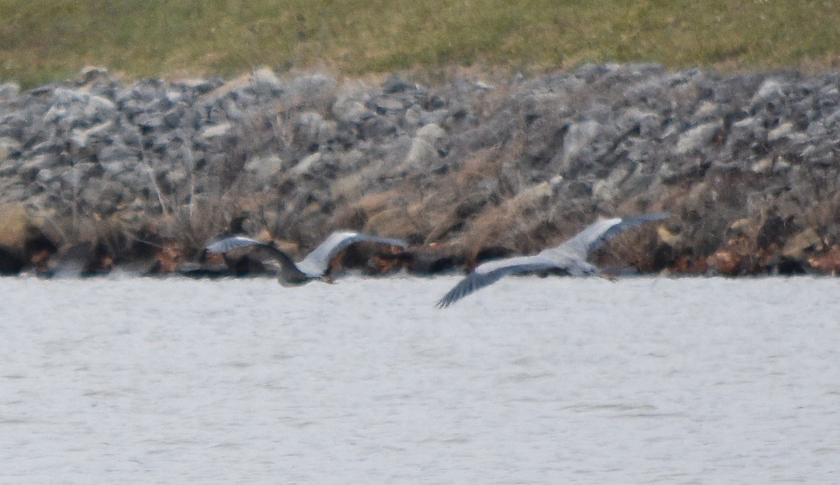 Great Blue Heron - ML646241635