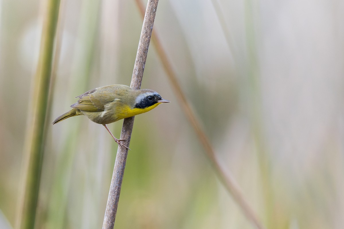 Common Yellowthroat - ML646241638