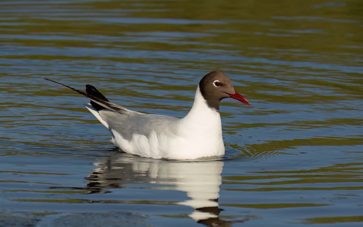 紅嘴鷗 - ML646241639