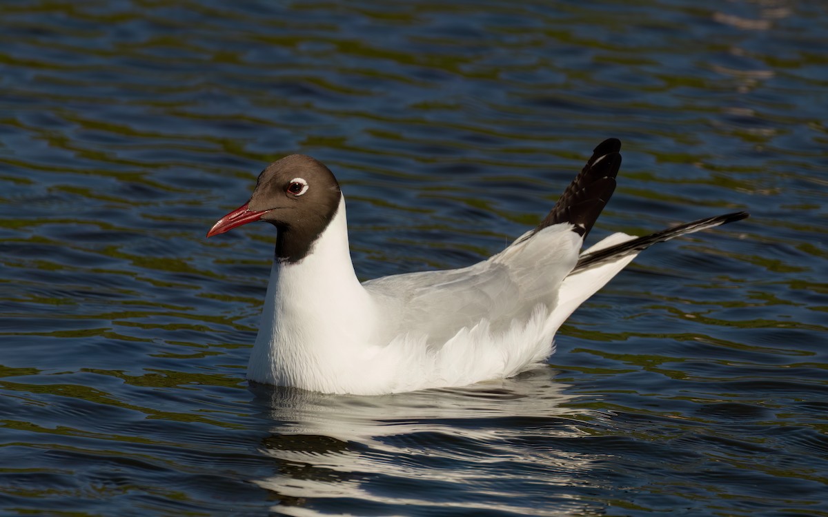 紅嘴鷗 - ML646241640