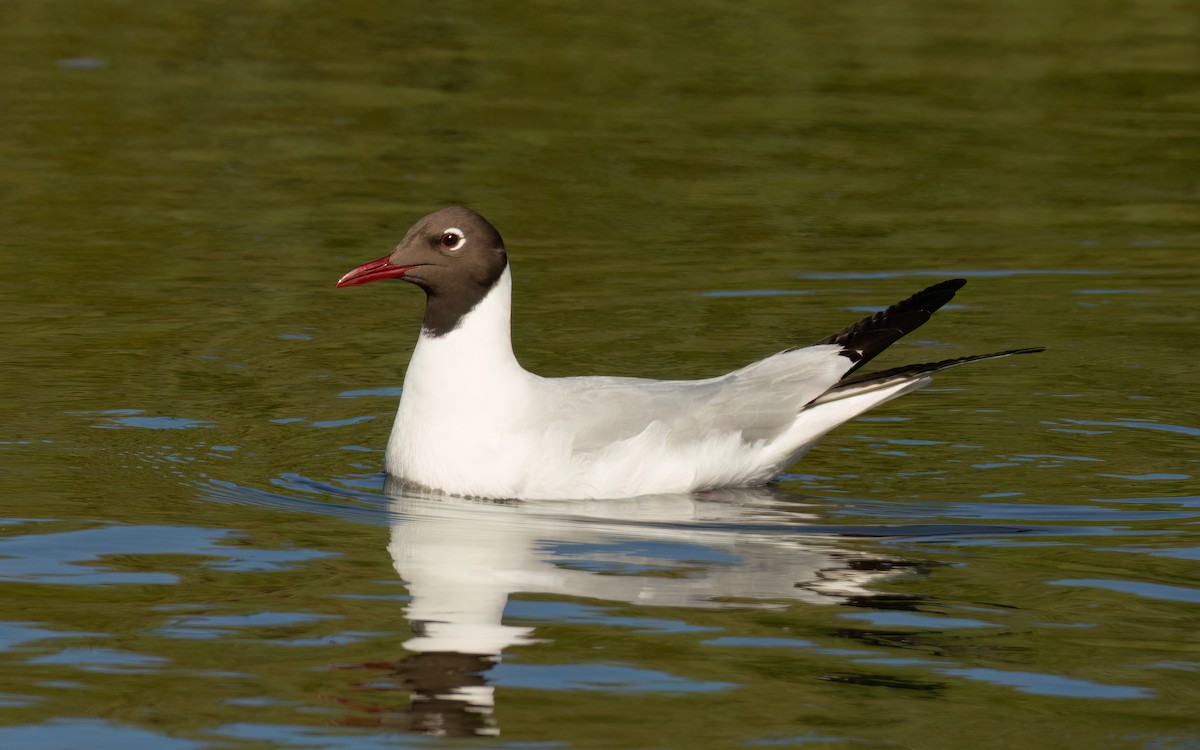 紅嘴鷗 - ML646241641