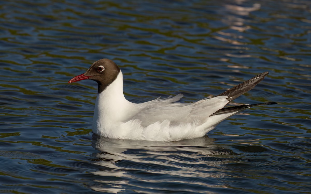 紅嘴鷗 - ML646241642