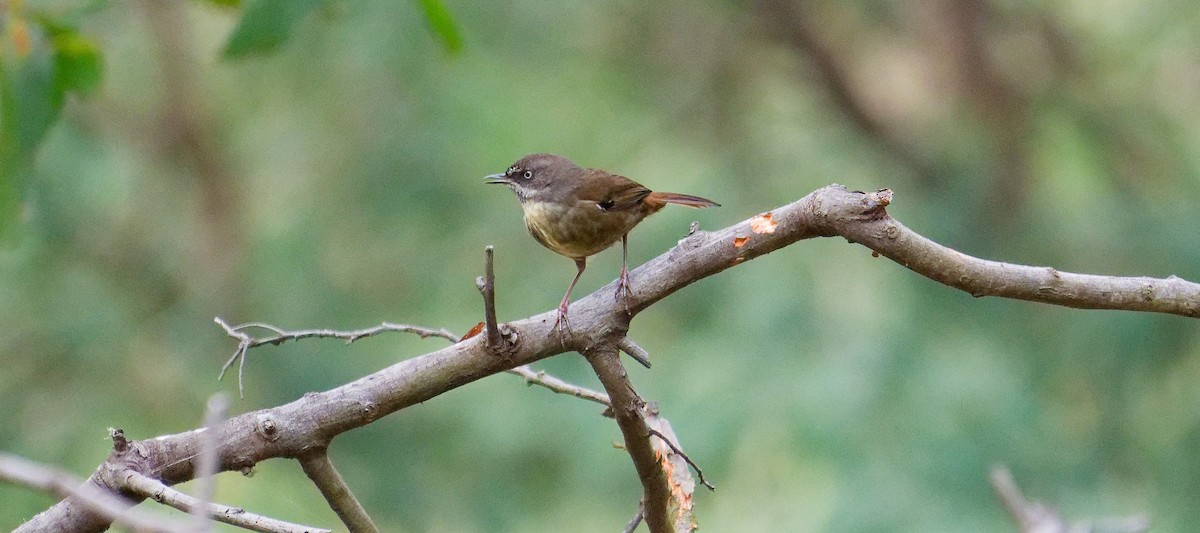 Tasmanian Scrubwren - ML646241643