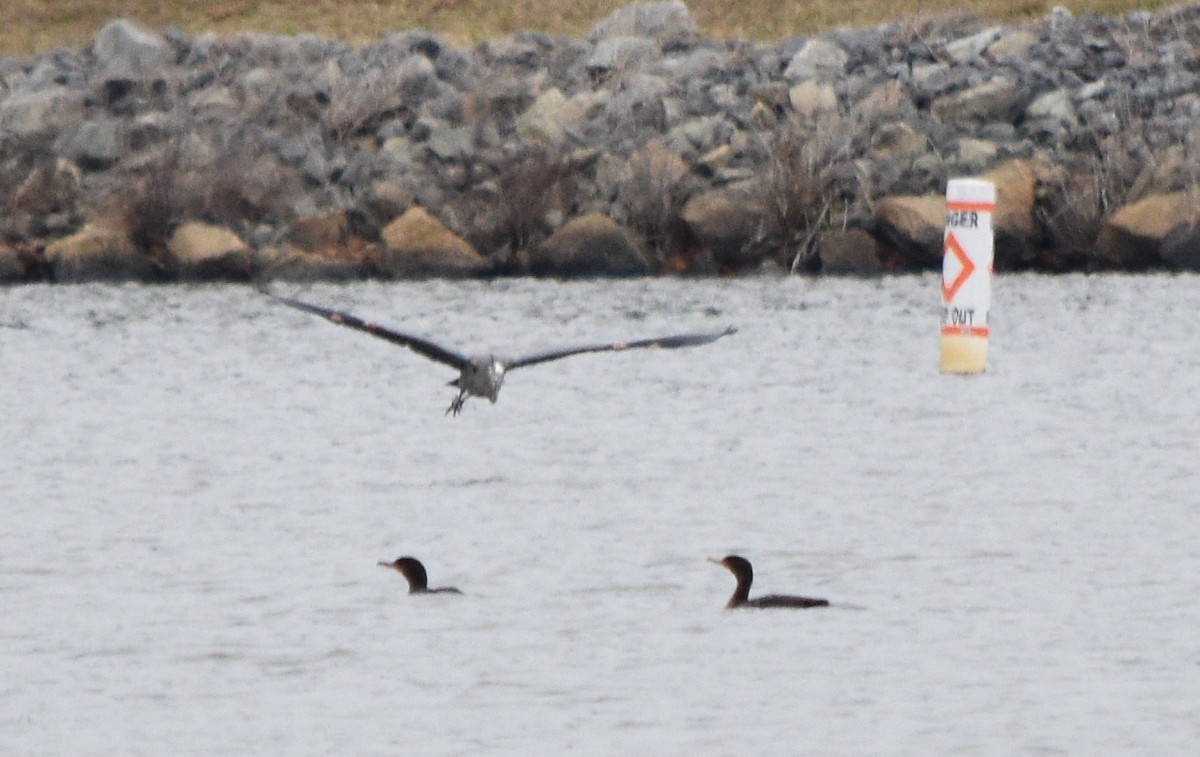 Great Blue Heron - ML646241644