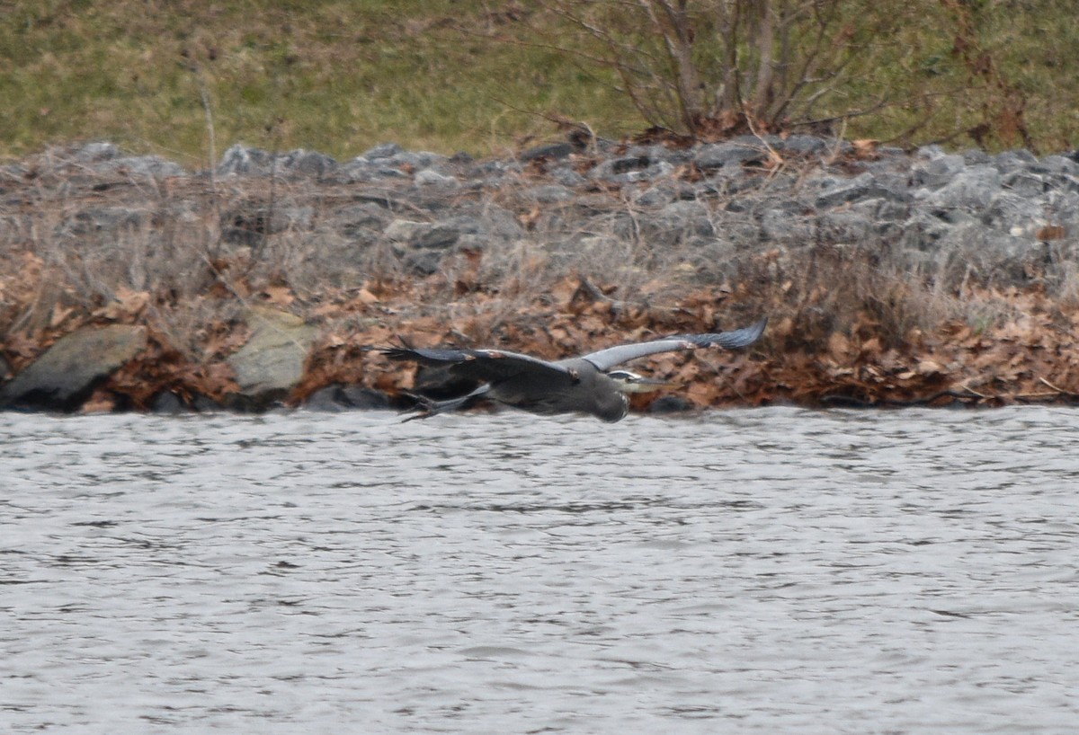 Great Blue Heron - ML646241645