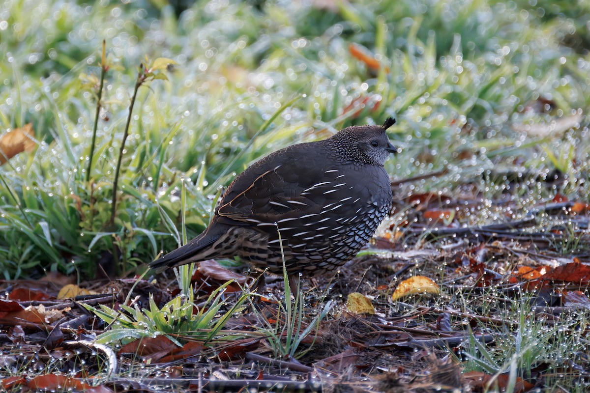 California Quail - ML646241646