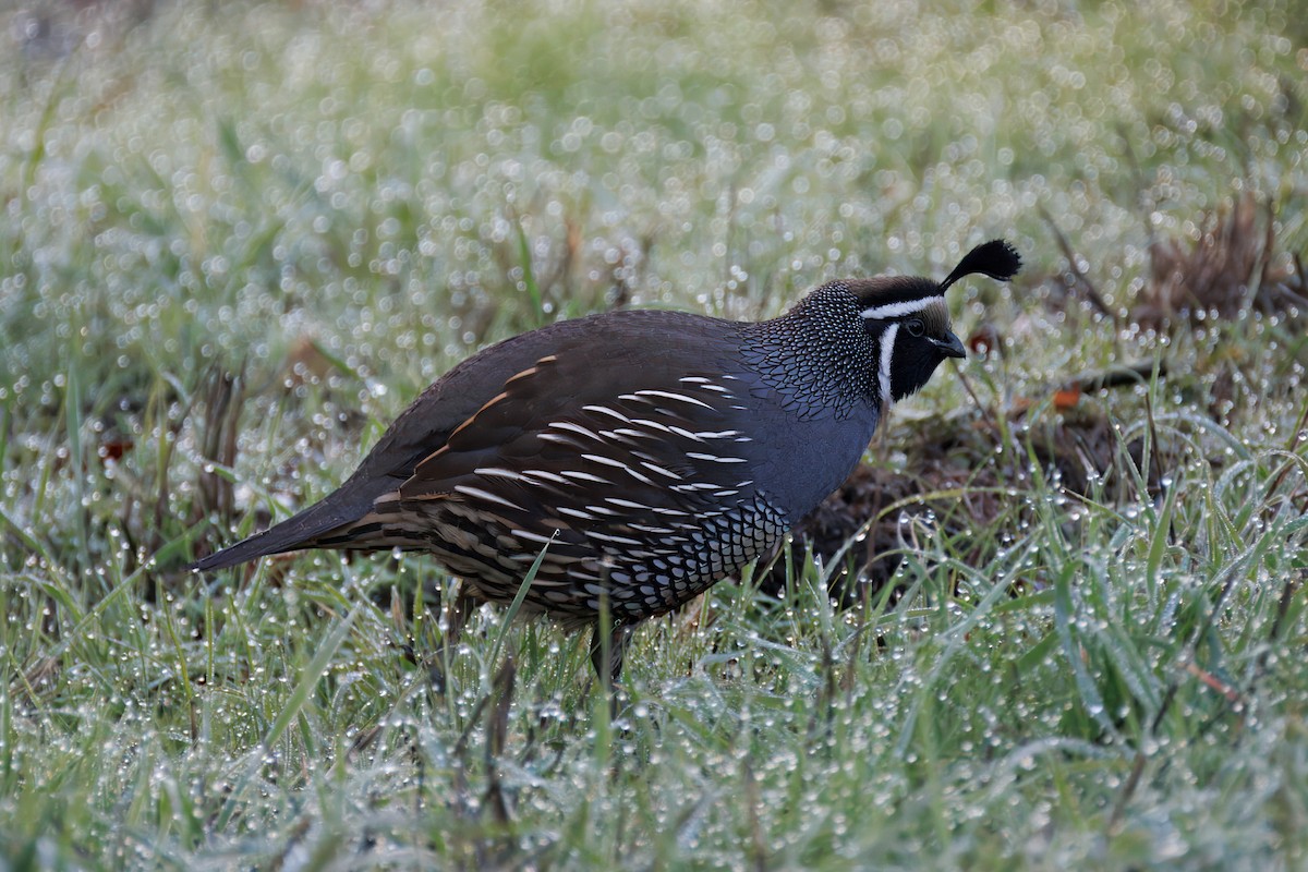 California Quail - ML646241647