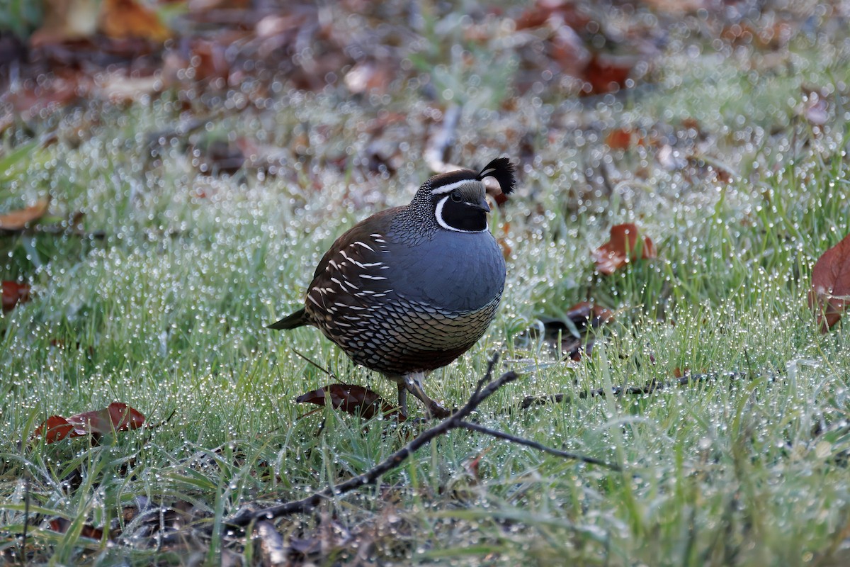 California Quail - ML646241648