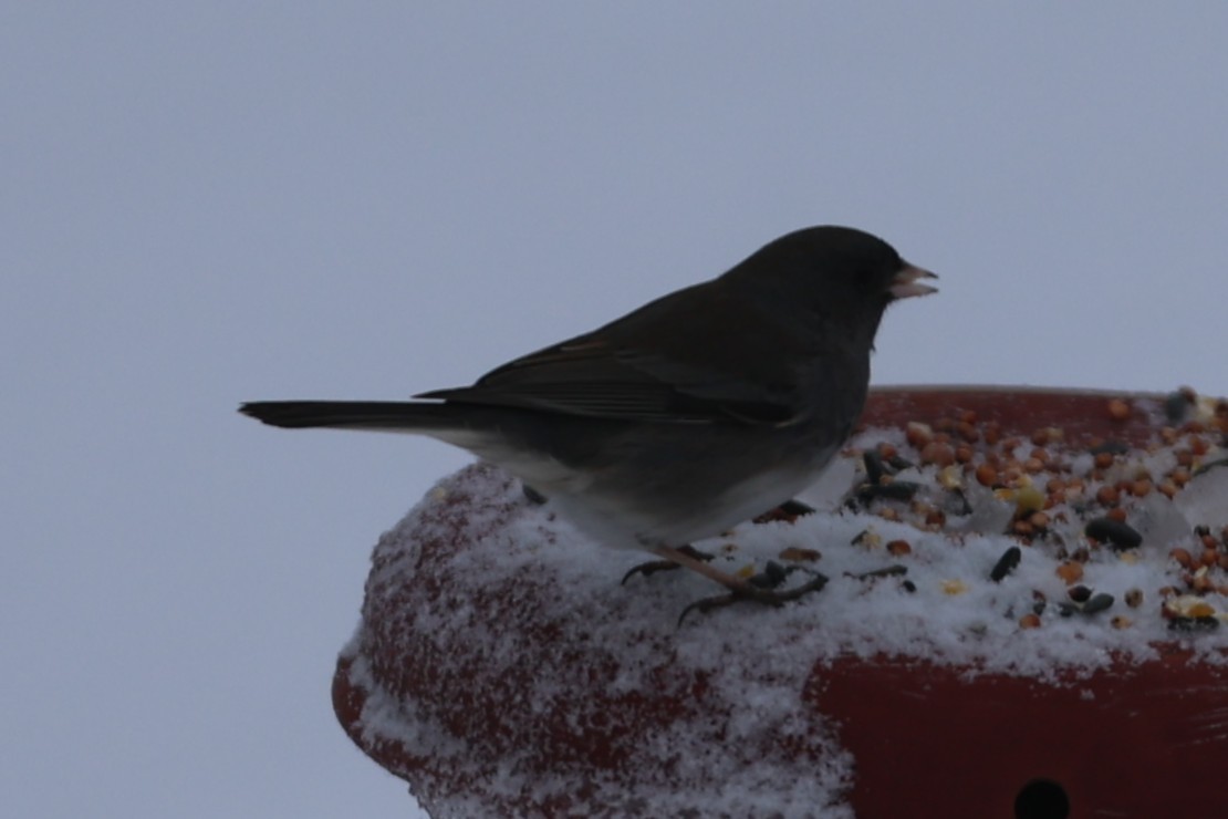 Dark-eyed Junco - ML646241650