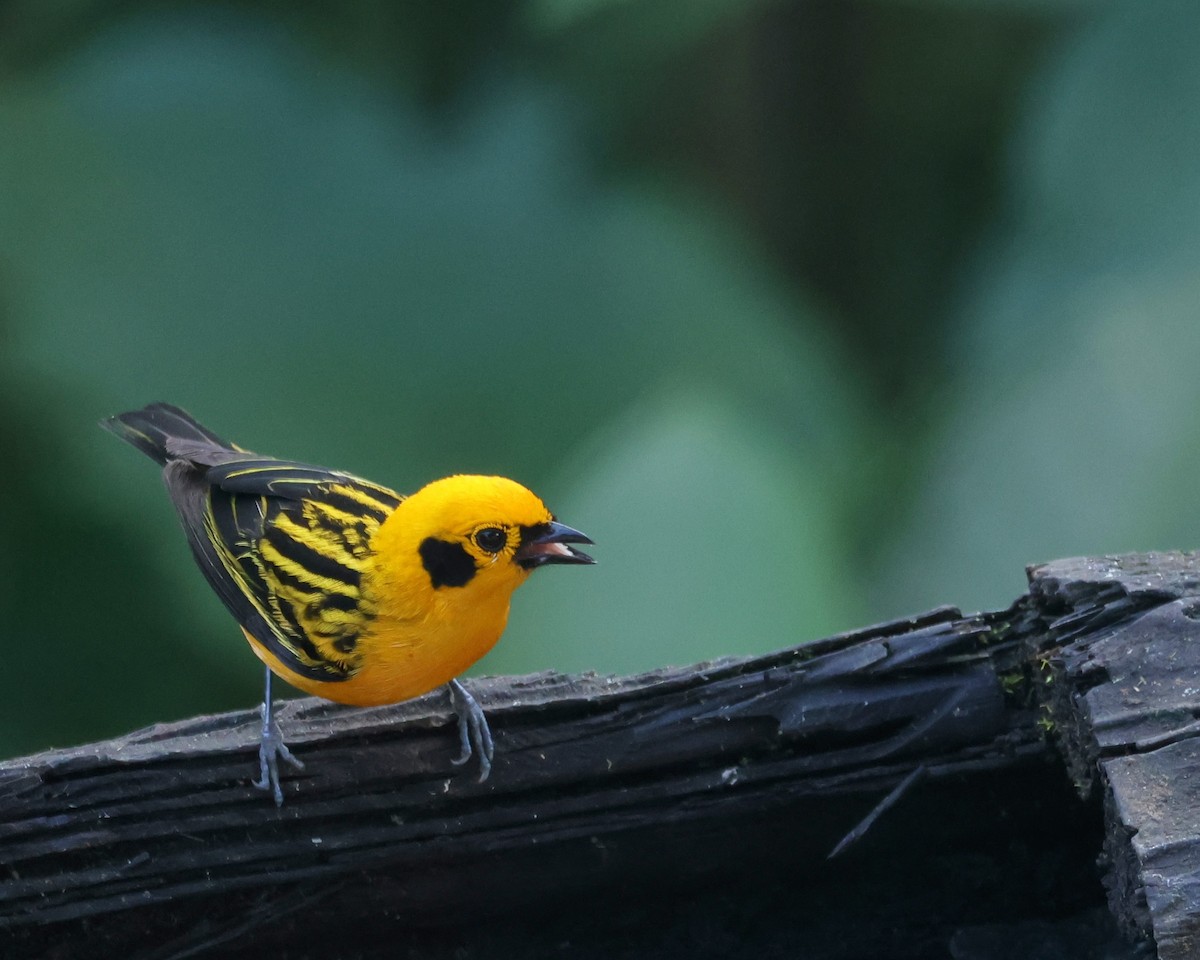 Golden Tanager - ML646241651