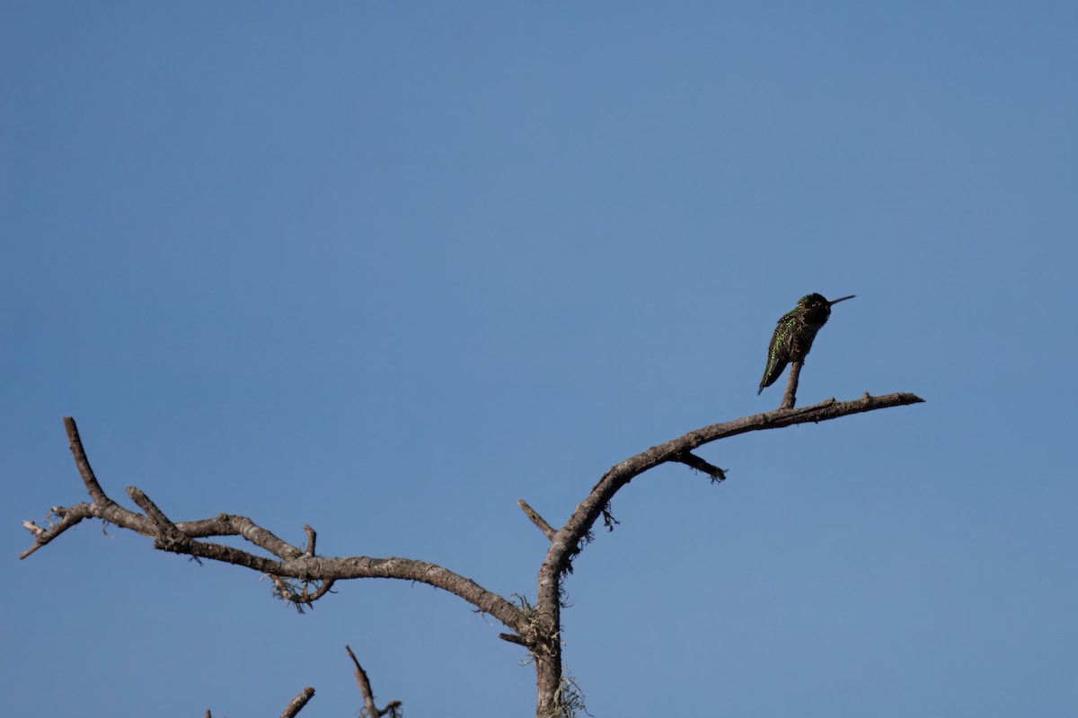 Anna's Hummingbird - ML646241652