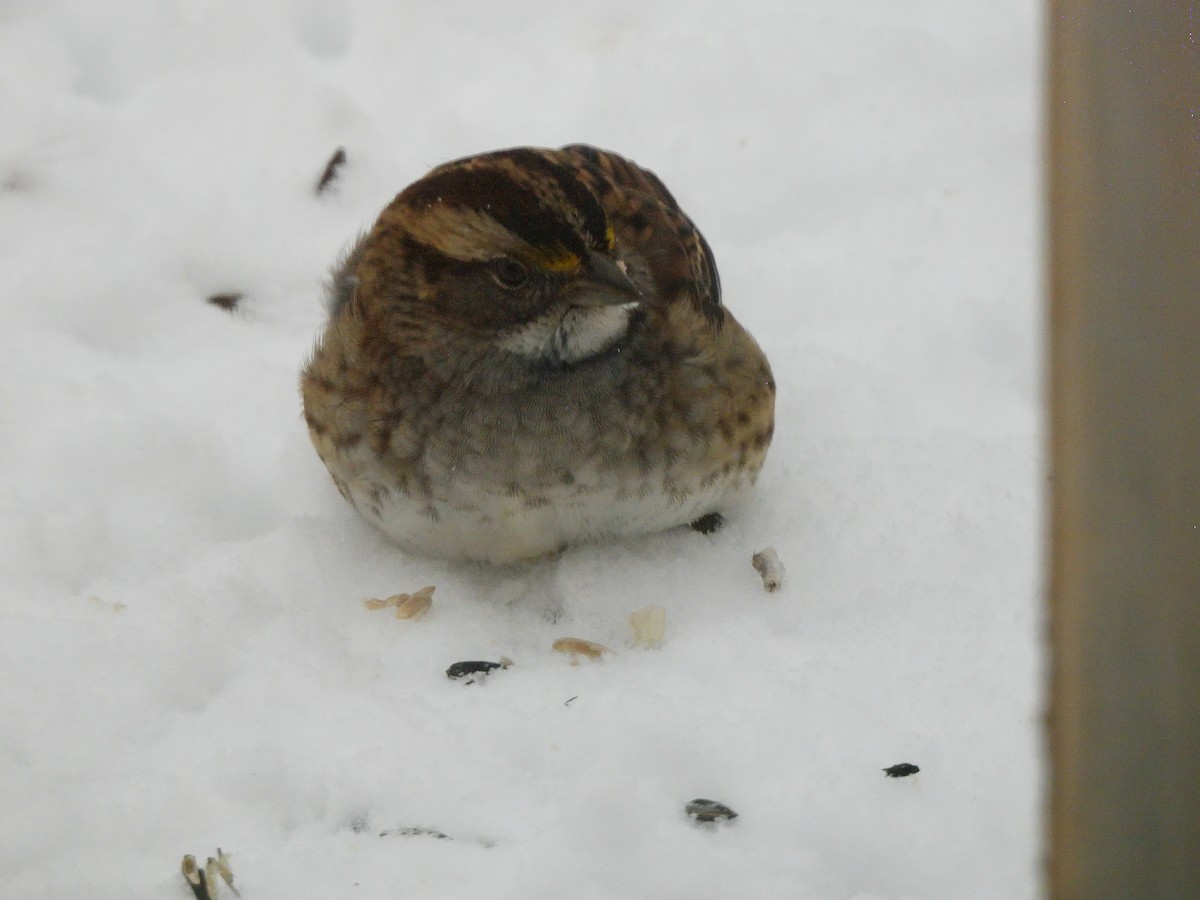 White-throated Sparrow - ML646241655