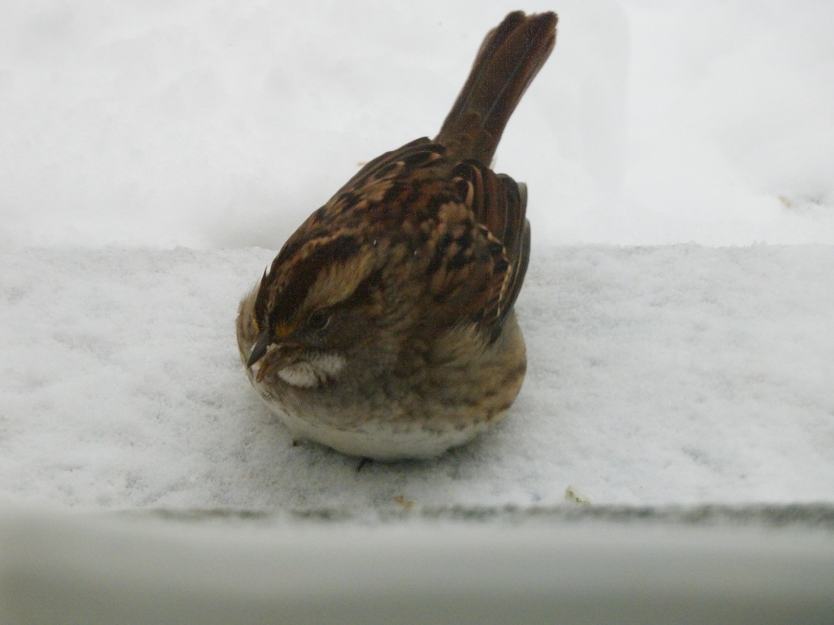 White-throated Sparrow - ML646241656