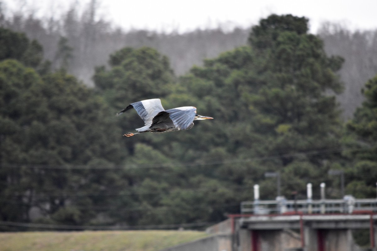 Great Blue Heron - ML646241658