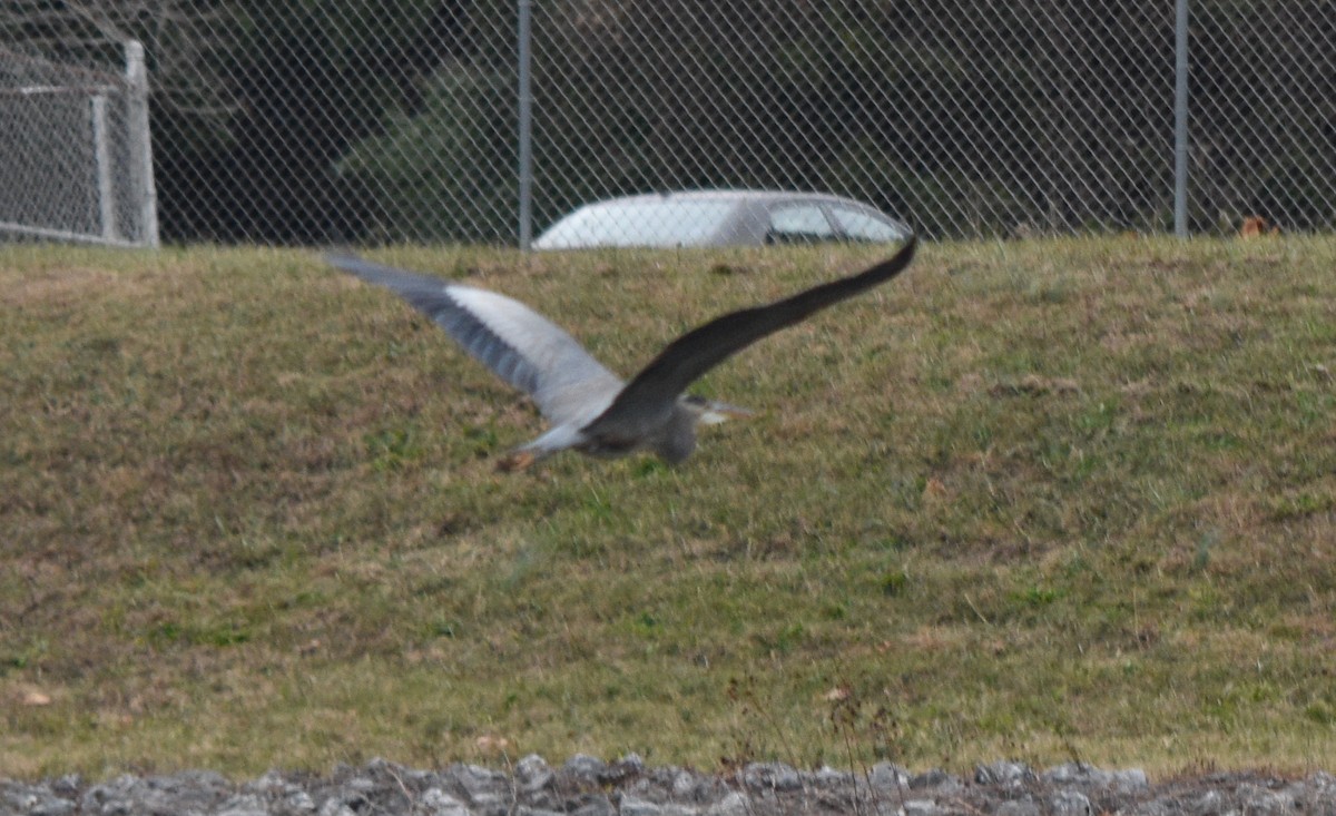 Great Blue Heron - ML646241663