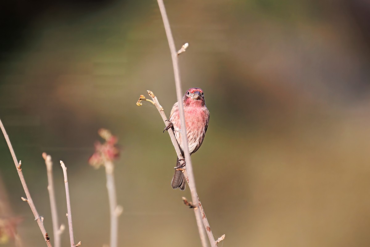 House Finch - ML646241665