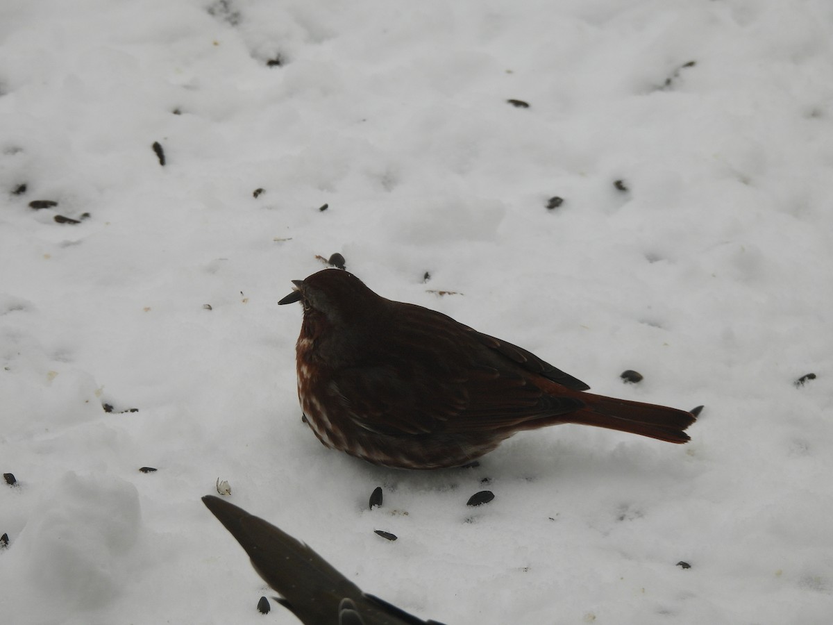 Fox Sparrow - ML646241669