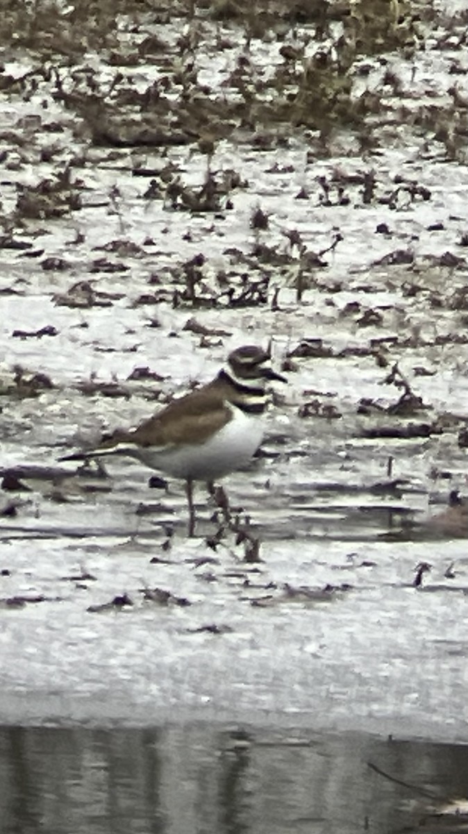 Killdeer - ML646241670