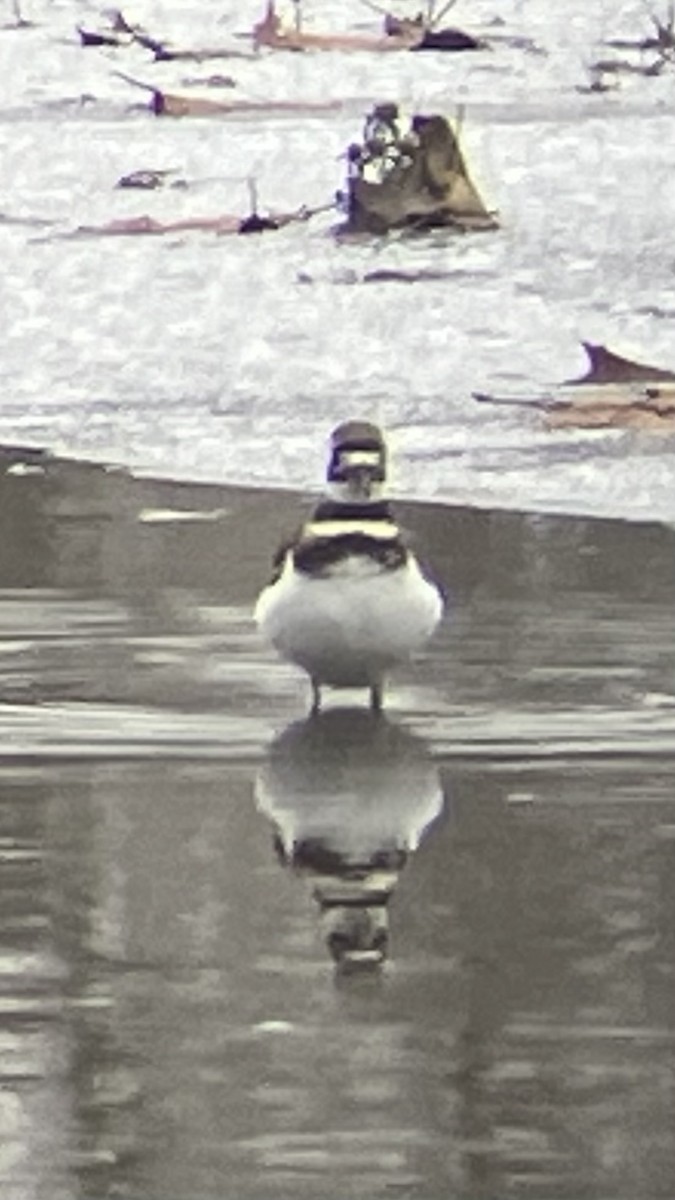 Killdeer - ML646241671