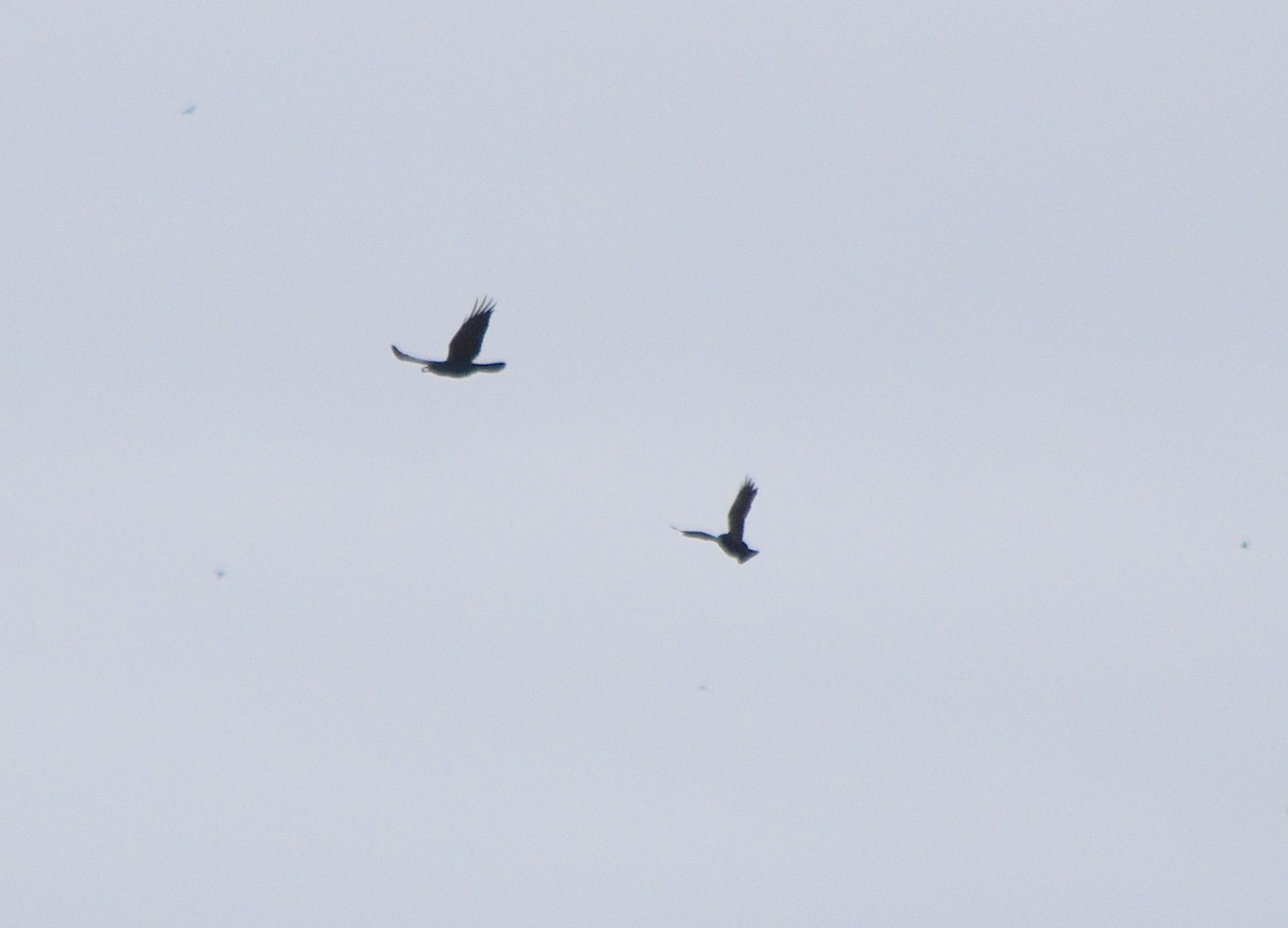 Fish Crow - ML646241673