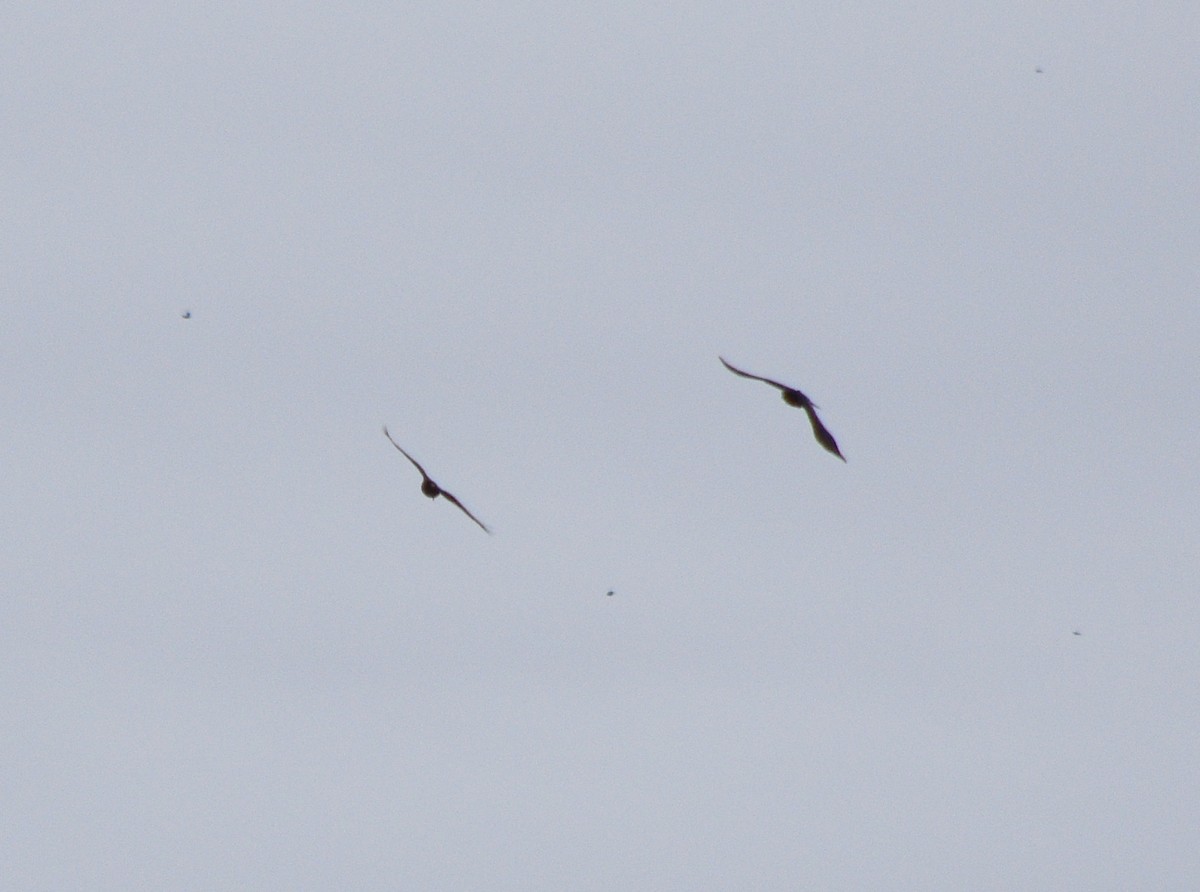 Fish Crow - ML646241674