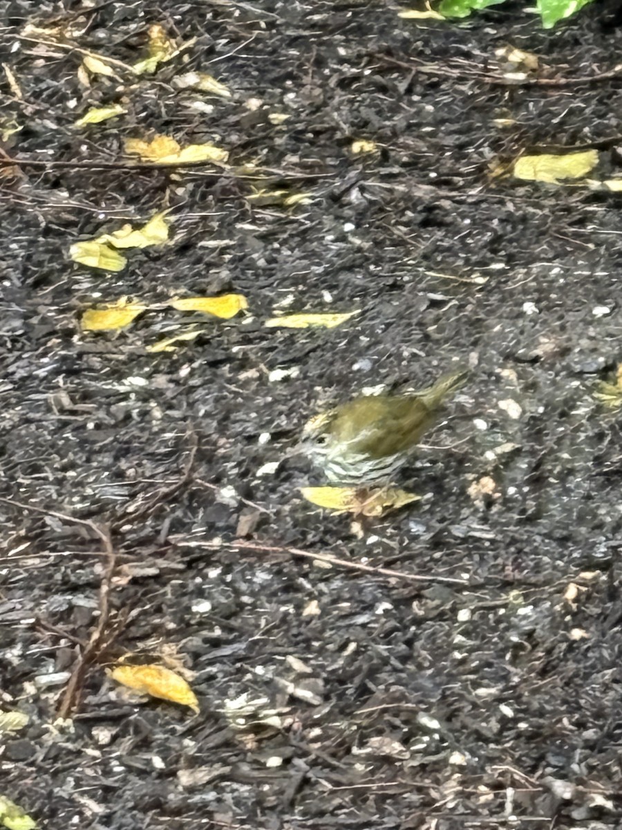 Ovenbird - ML646241675