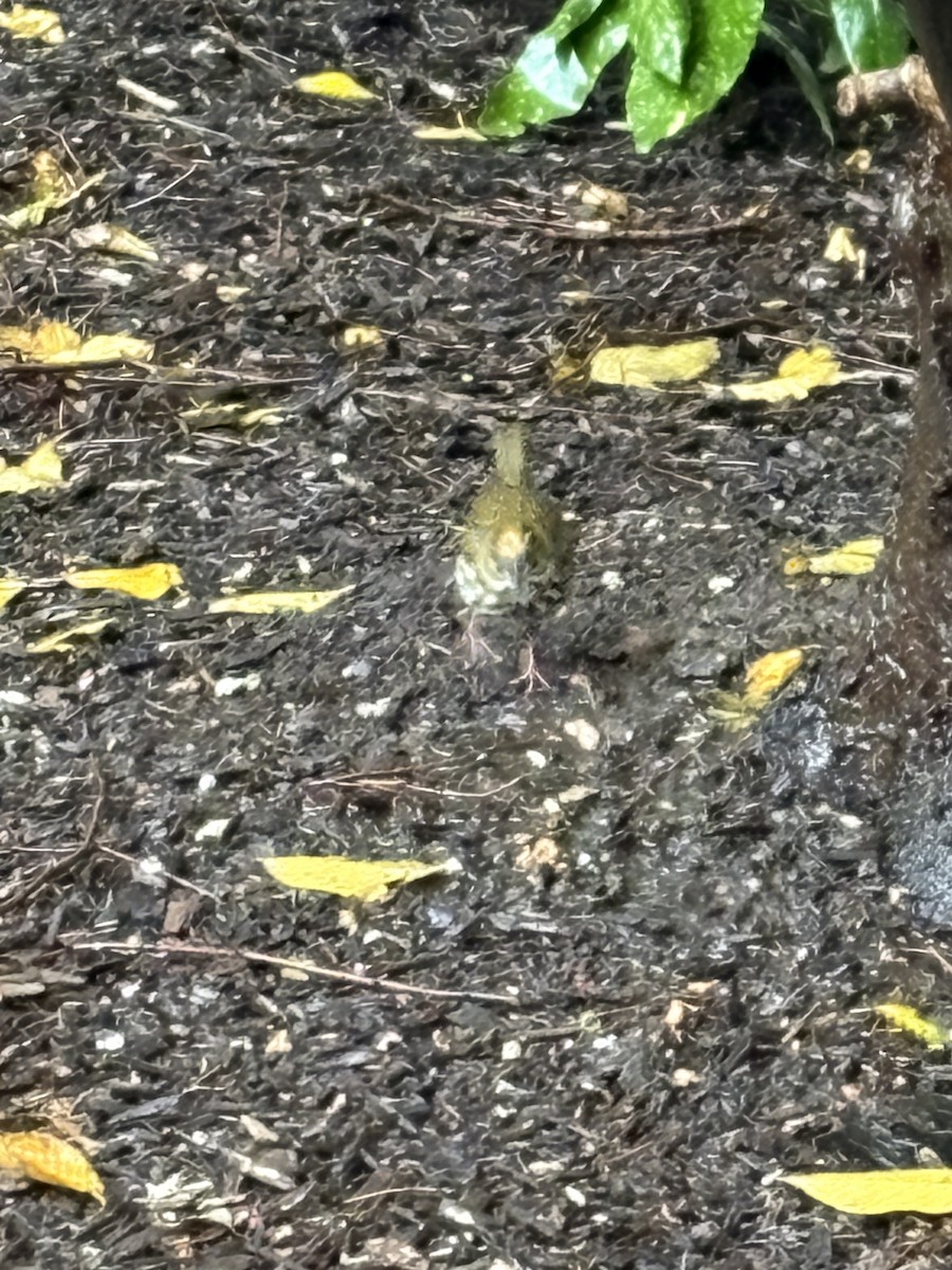 Ovenbird - ML646241676