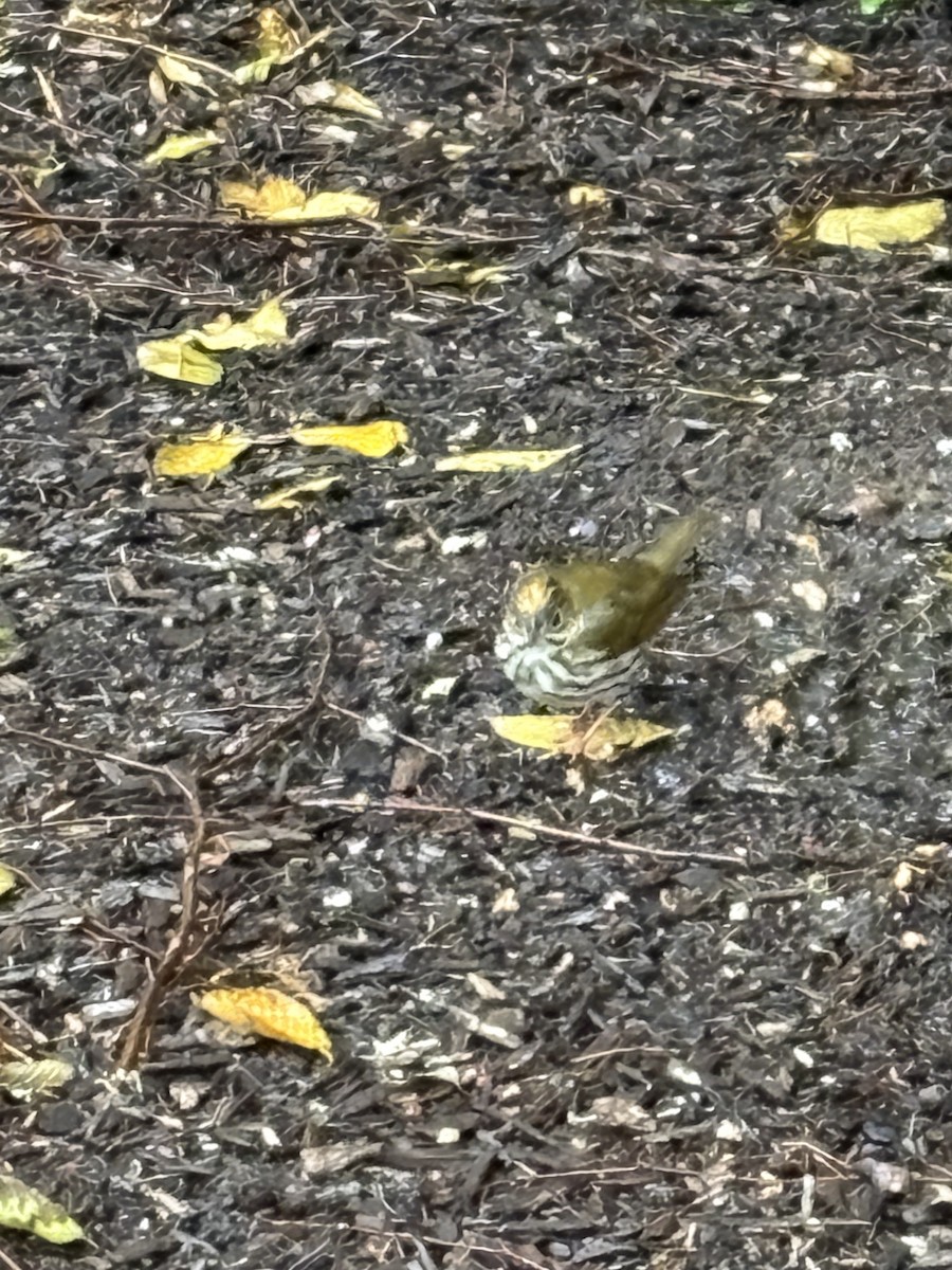 Ovenbird - ML646241677