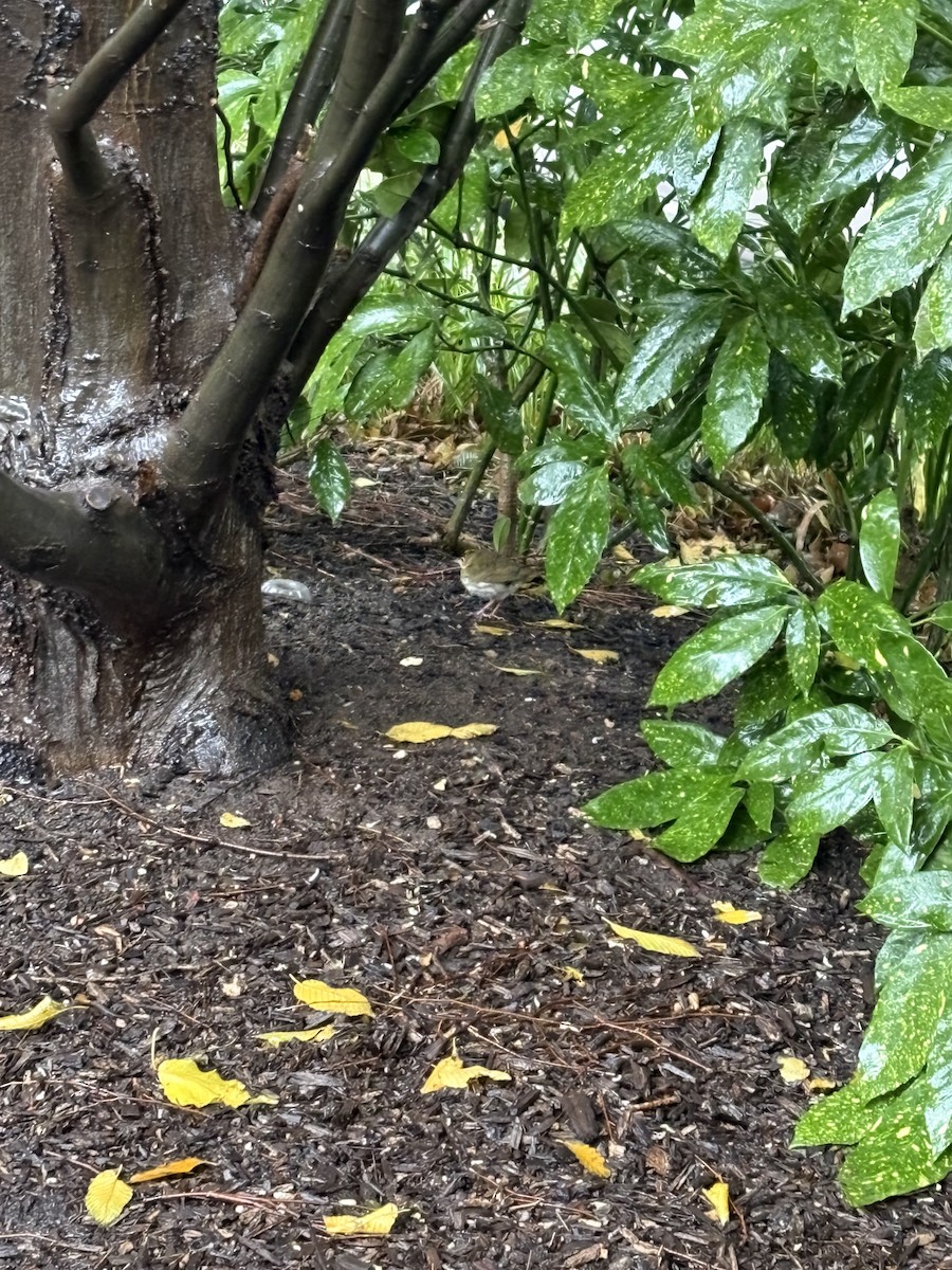 Ovenbird - ML646241678