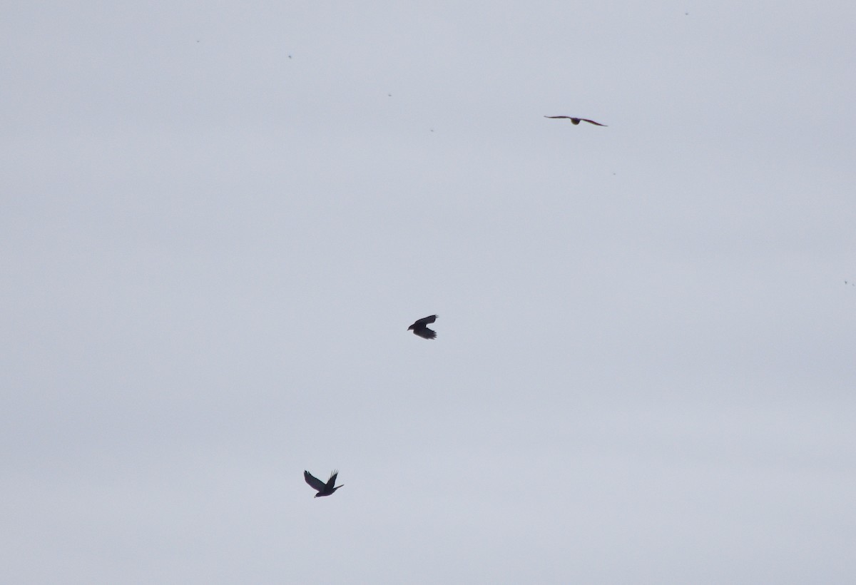 Fish Crow - ML646241679