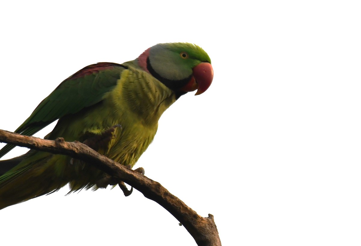 Papagai alexandriarra - ML646241681