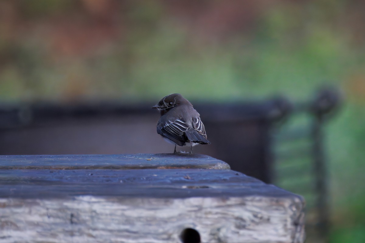 Black Phoebe - ML646241682