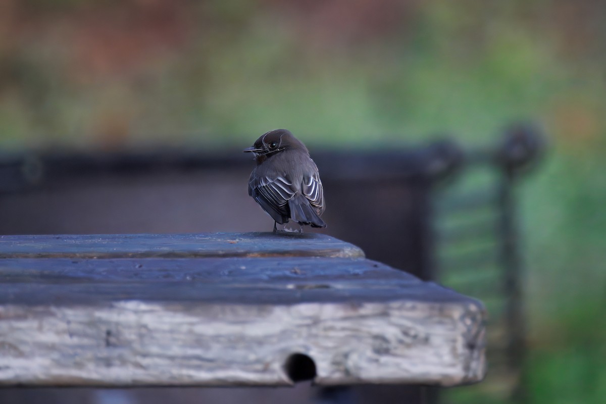 Black Phoebe - ML646241683