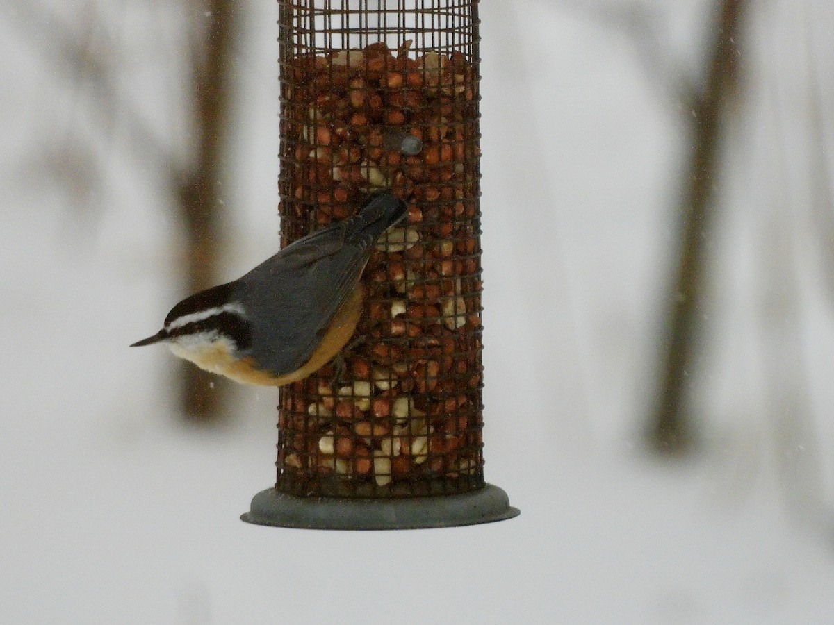 Garrapo kanadarra - ML646241684