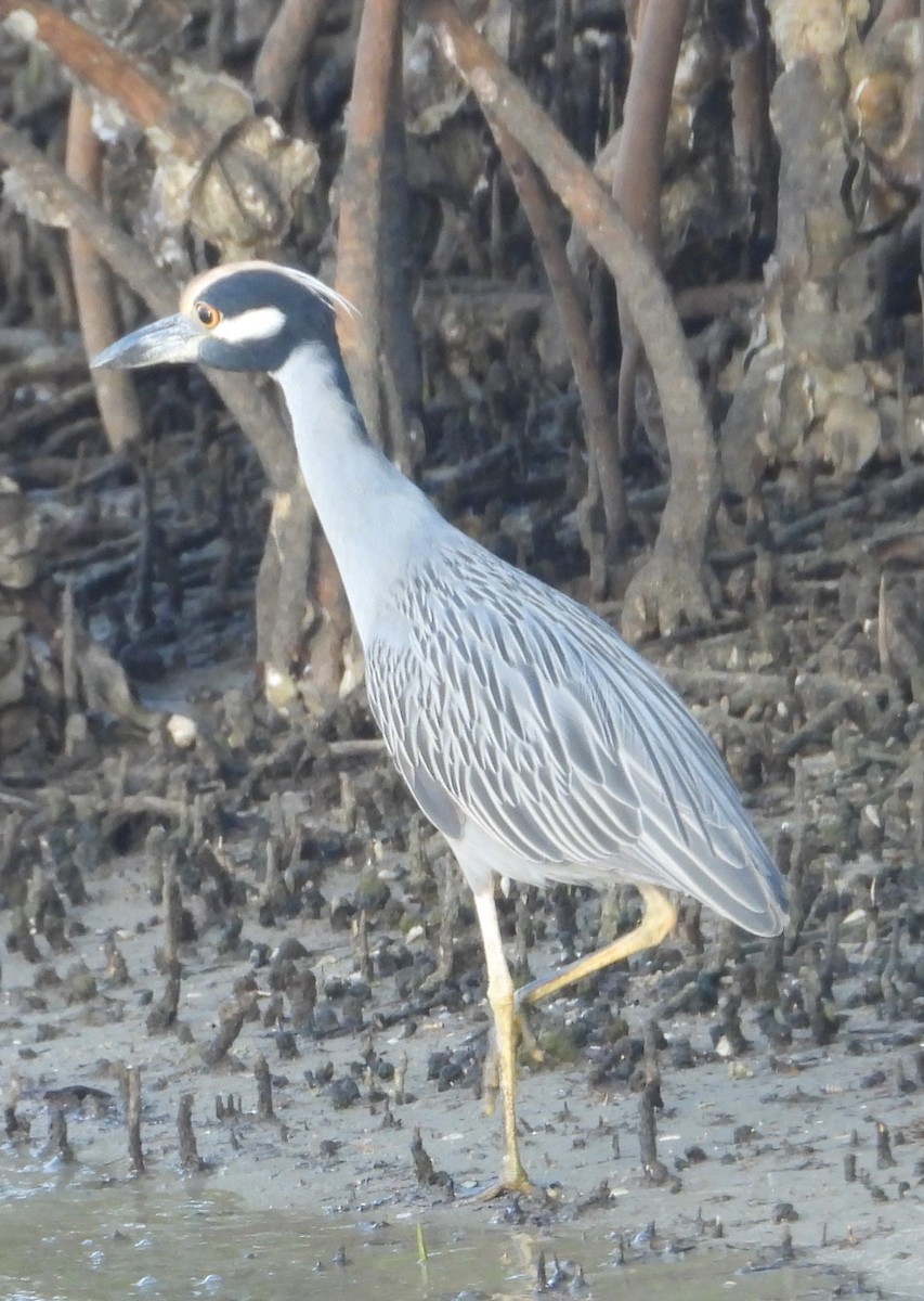 Yellow-crowned Night Heron - ML646241685