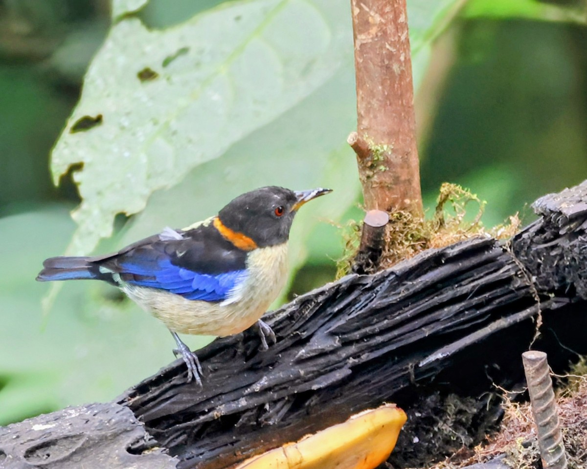 Golden-collared Honeycreeper - ML646241686