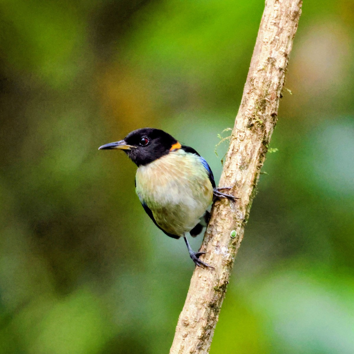 Golden-collared Honeycreeper - ML646241687