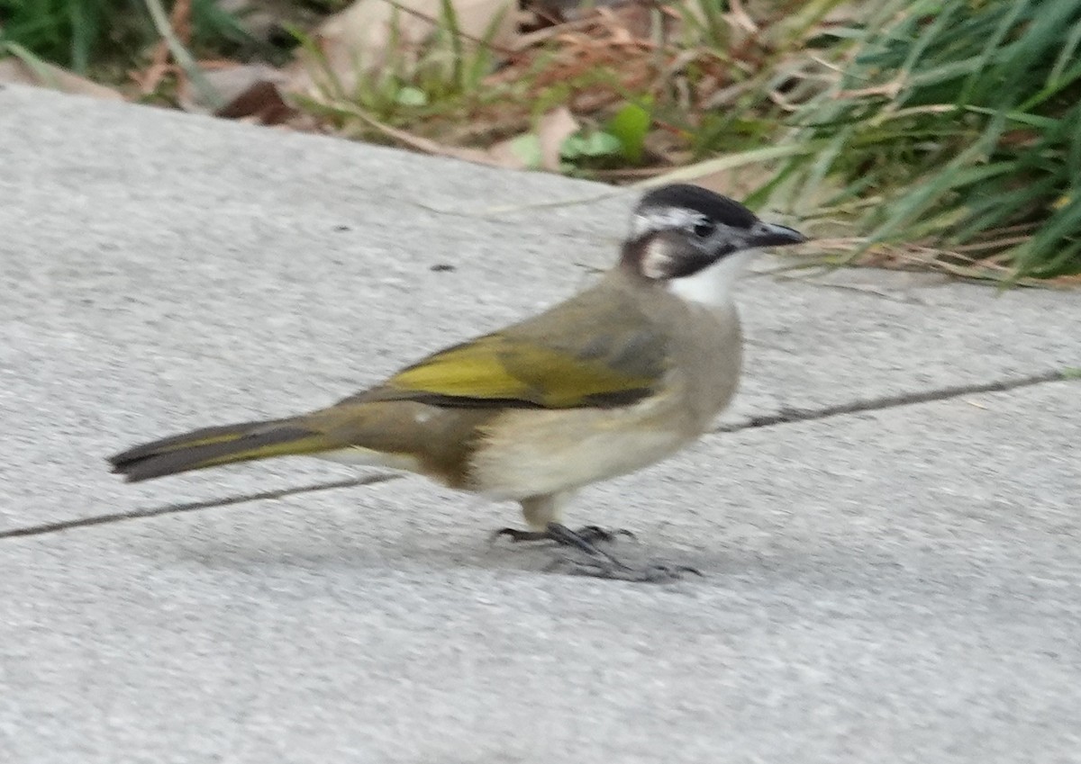 Light-vented Bulbul - ML646241688