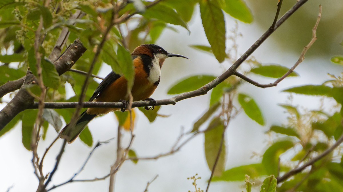 Eastern Spinebill - ML646241689